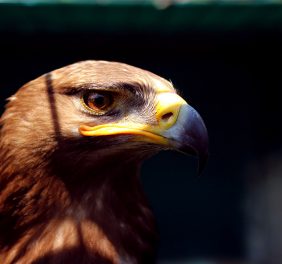 FALCONRY EXCURSIONS