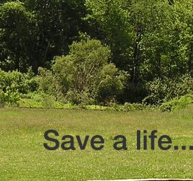 OUR FARM EQUINE RESCUE