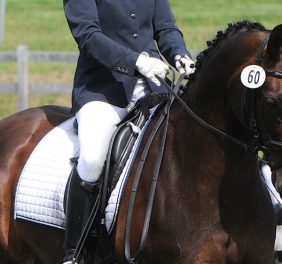 FREE WALK DRESSAGE