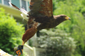 Flying High with Falconry Excursions of Goshen
